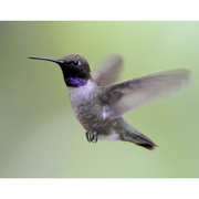 Male Male